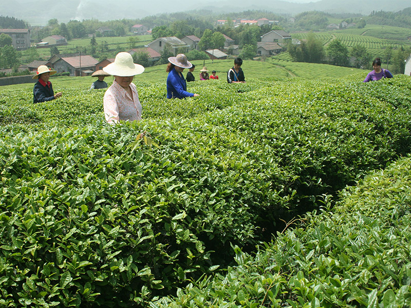 益陽(yáng)示范基地