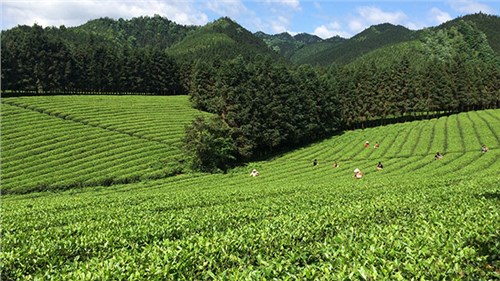 農業(yè)部牽頭成立中國茶產業(yè)聯(lián)盟，公司選為副理事長單位