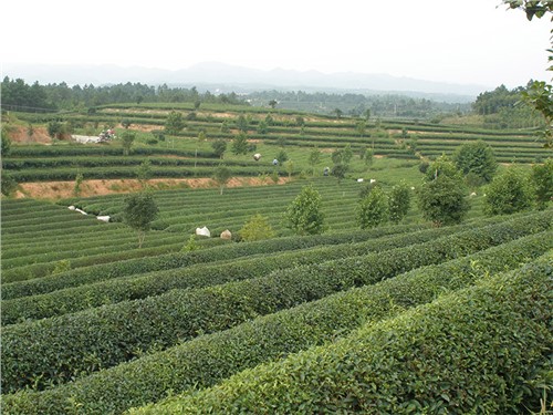 長(zhǎng)沙金井示范基地